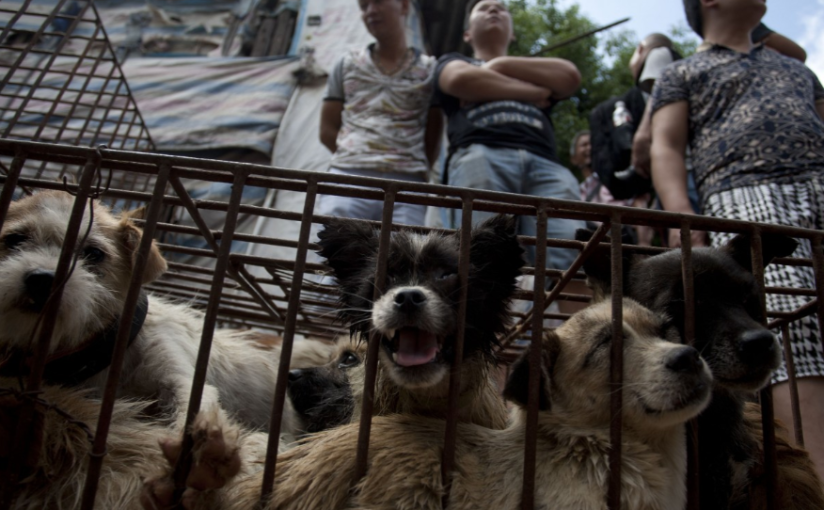 Animal Rights in China
